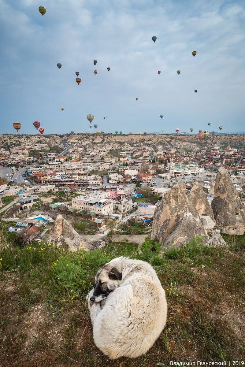 , Гвановский Владимир