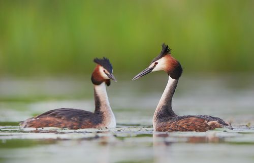 Great crested grebe