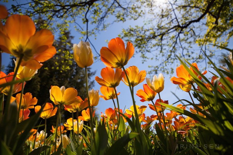 Елагин остров, Санкт-Петербург фото превью