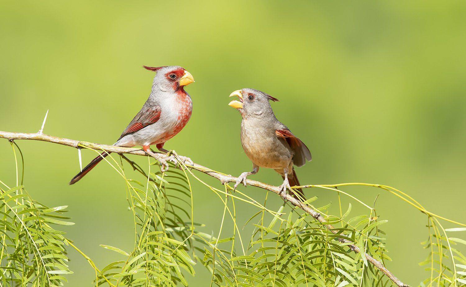pyrrhuloxia, пустынный кардинал, кардинал, tx, texas,cardinal, Elizabeth Etkind