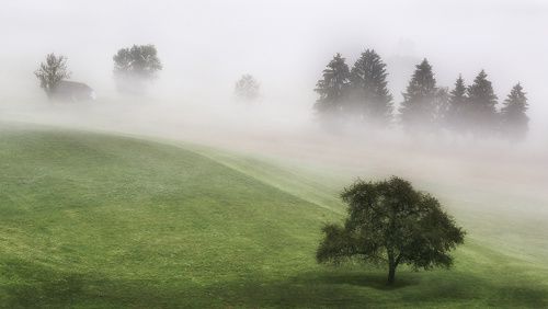 Млечною лёгкостью манит туман...