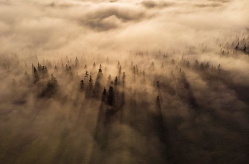 Foggy Attak