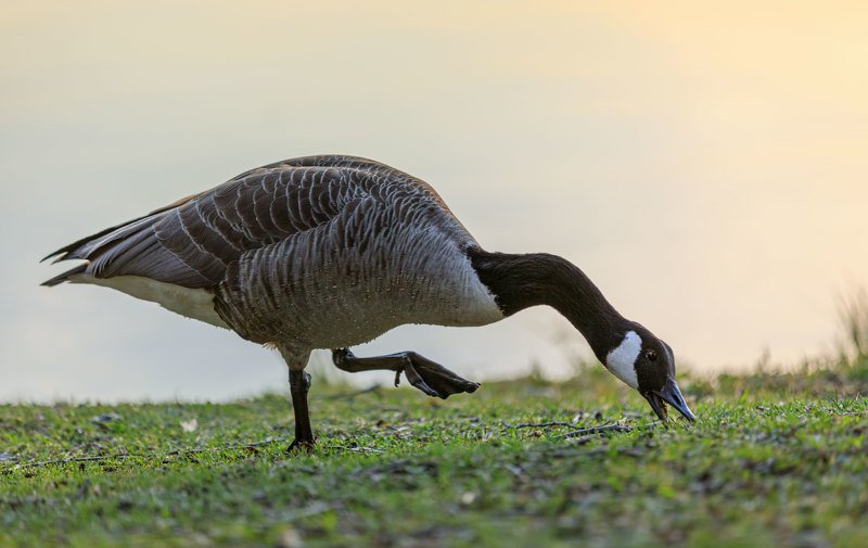 Канадский гусь на финской травке фото превью
