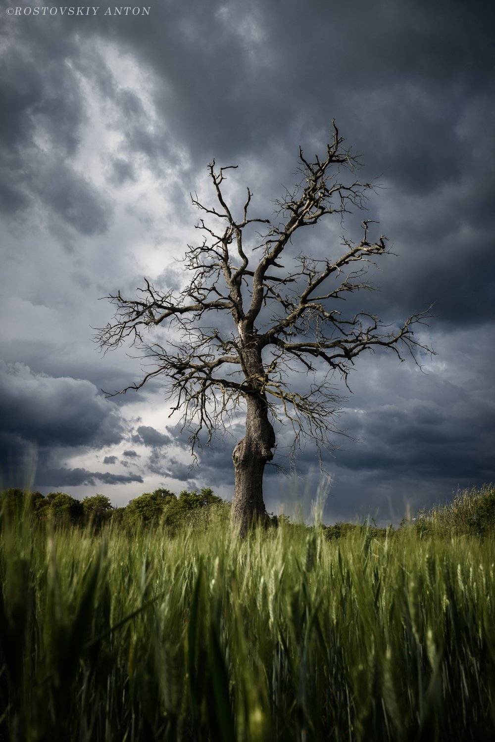 фототур, Тоскана, Италия, фотопеткшкствие, дерево, гроза, тучи,, Антон Ростовский