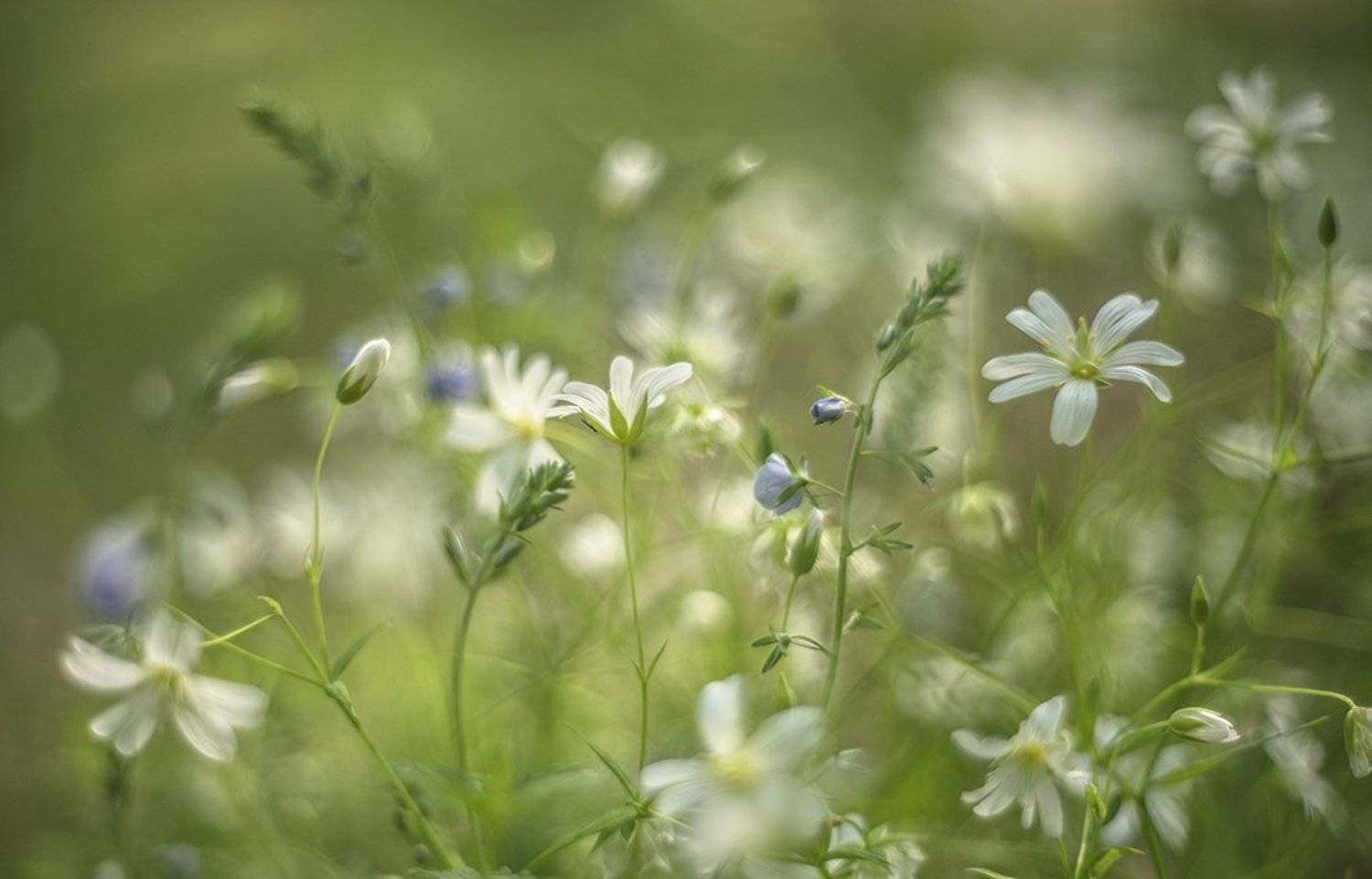 цветочки, травка, утро, май, свет, позитив, настроение, воронеж, мещеряков геннадий, Геннадий Мещеряков