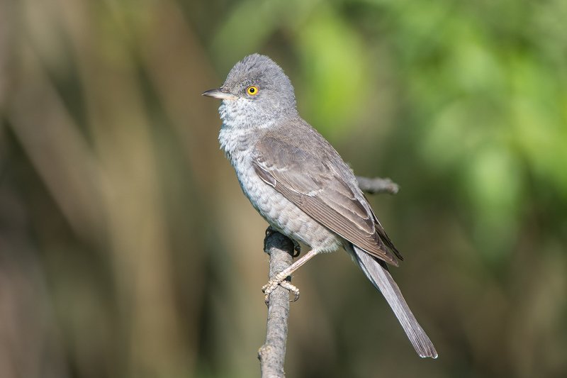 славка. Ястребиная славка фото превью