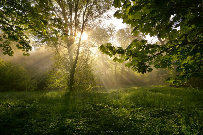 волшебное утро misty morning magical morning sun light sunlight tree dranikowski grass green волшебное утро фото превью