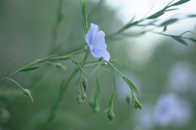 лён, цветки льна, растительность тамани, растительность кубани, флора Льняная серия с берега Кубани фото превью