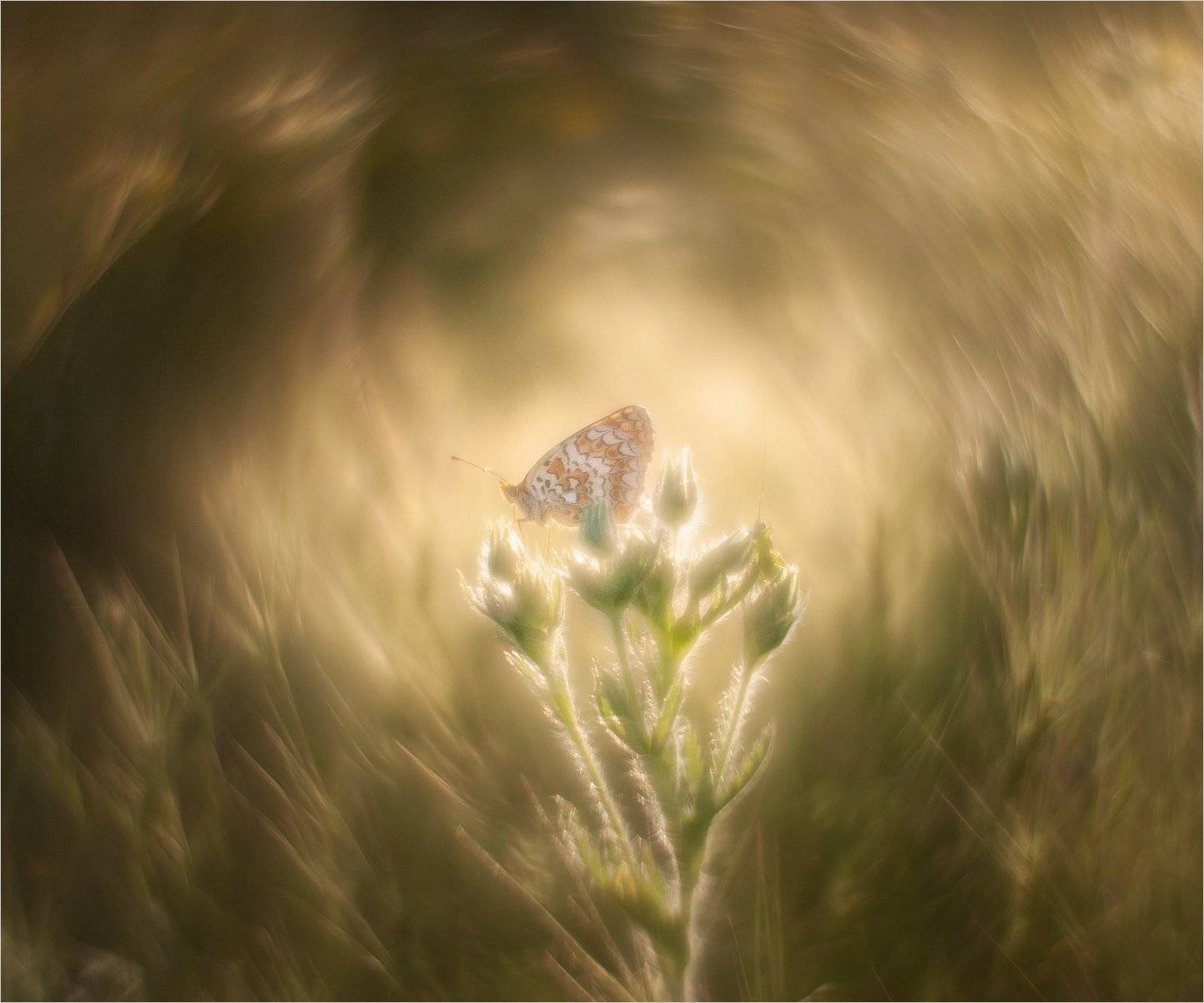 , Михаил Гапонов