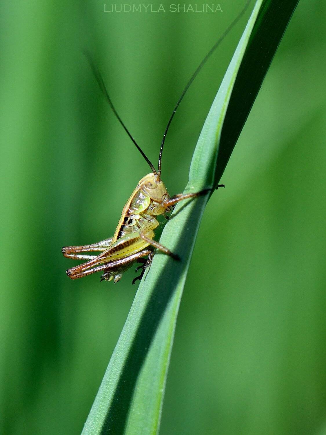 весна , лист , зелень , кузнечик , трава, Людмила Шалина