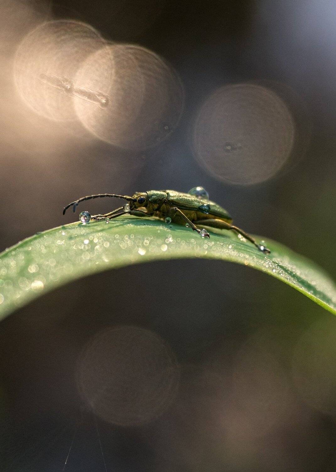 , Баранов Олег