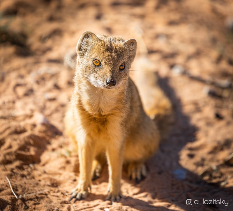 Сute mongoose фото превью