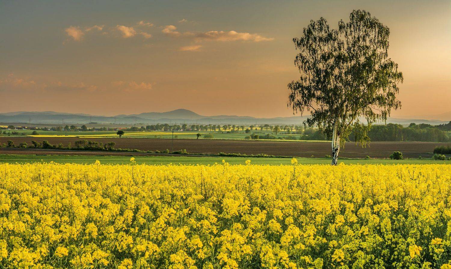 summer, flowers, beautiful, trees, clouds, sunflower, sky, yellow, sunset, Tomasz Myśliński