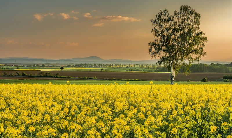 summer, flowers, beautiful, trees, clouds, sunflower, sky, yellow, sunset Sunset over rape fields фото превью