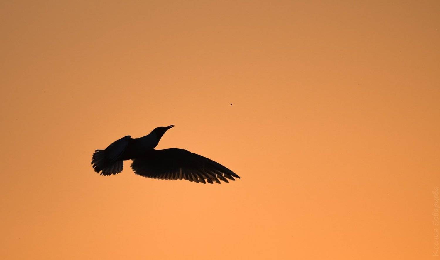 chroicocephalus ridibundus, озёрная чайка, речная чайка, обыкновенная чайка, питание птиц, закат, оранжевый, силуэт, вечер, май, птицы, дикая природа, подмосковье,, Ксения Соварцева