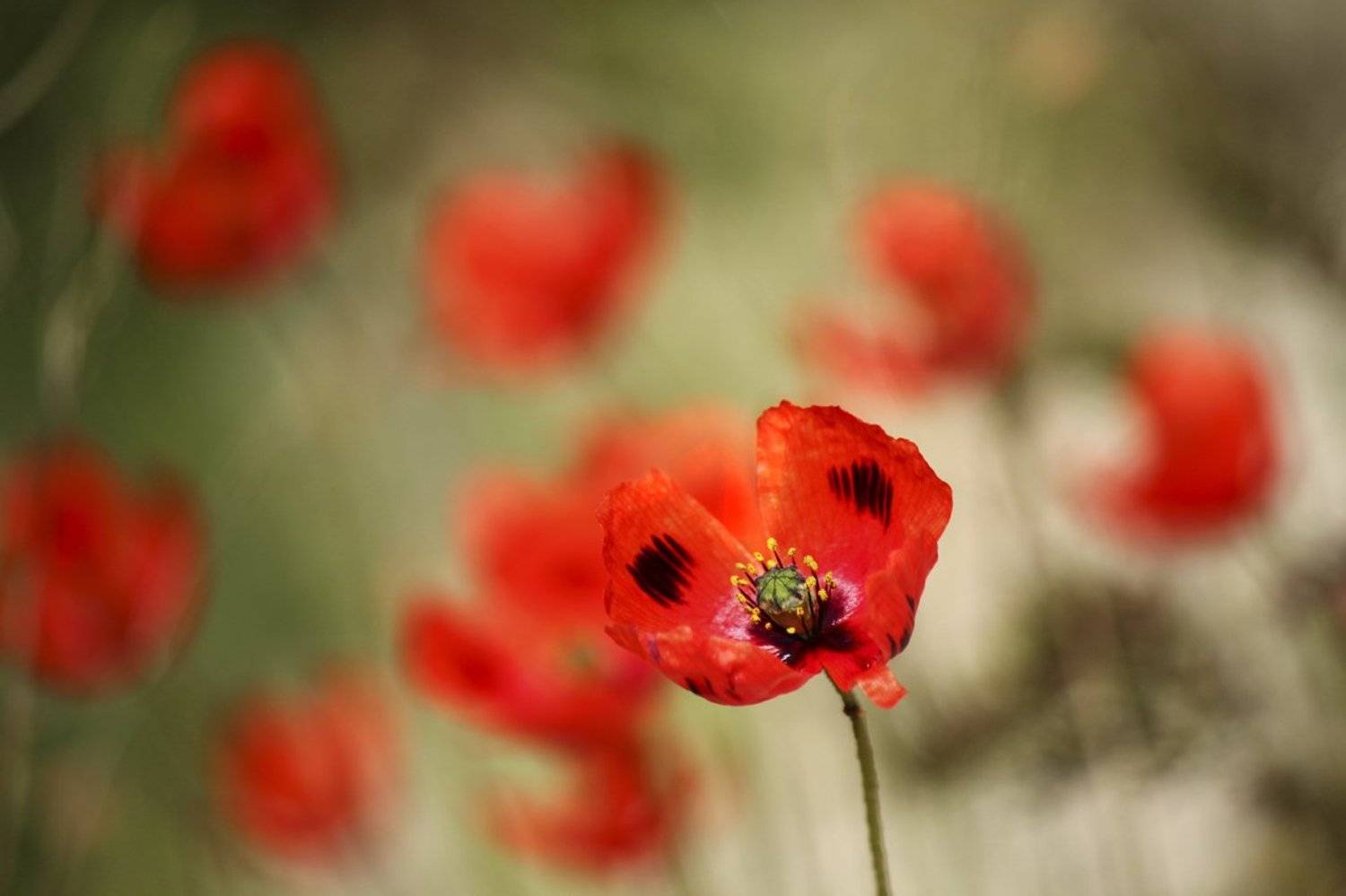 маки,цветы,весна, Zadorina Svetlana