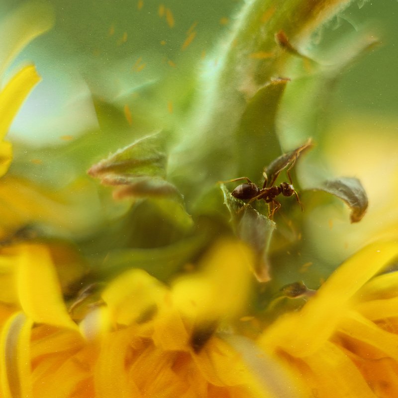 макро муравей гелиос  приключения муравьишки фото превью