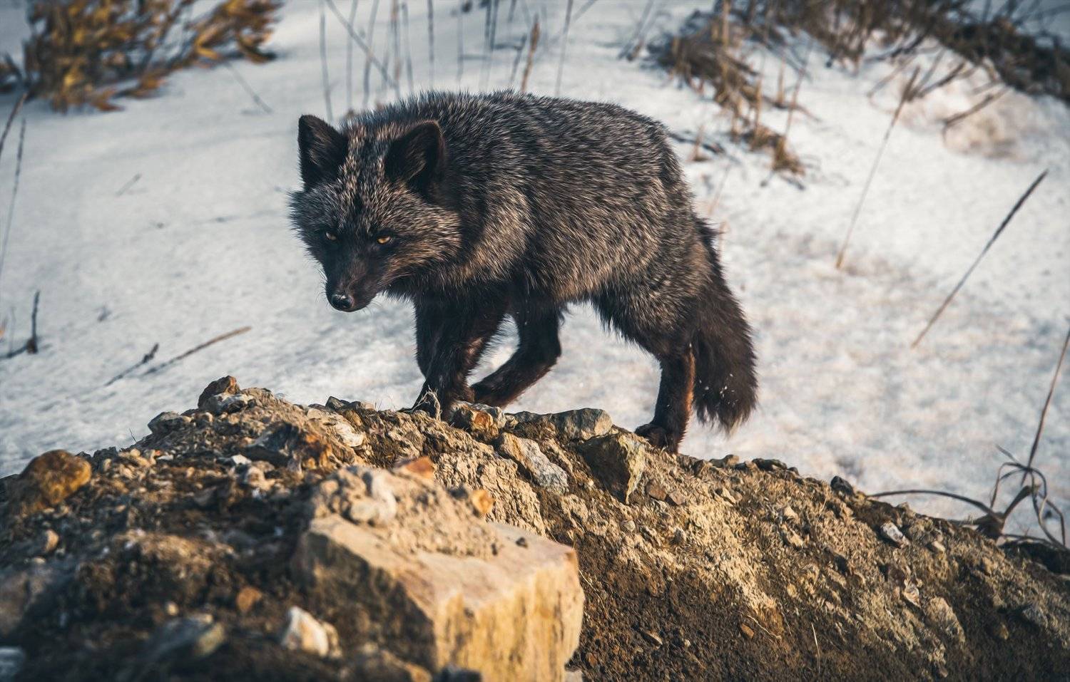 лиса животные, Артём Белошицкий
