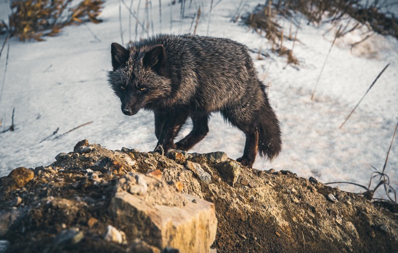 лиса животные Хозяин фото превью