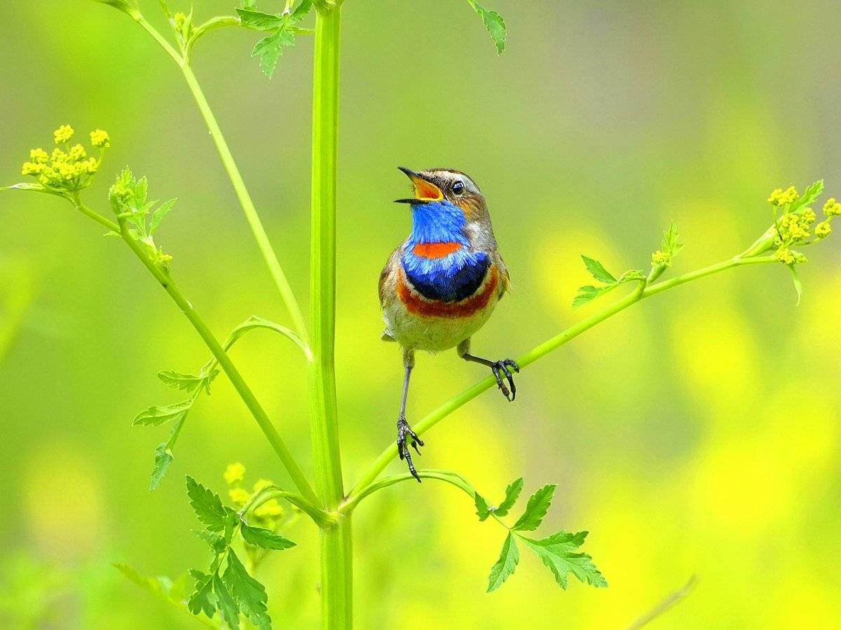 природа, фотоохота, варакушка, птицы, животные, цветы, лето, vladilenoff