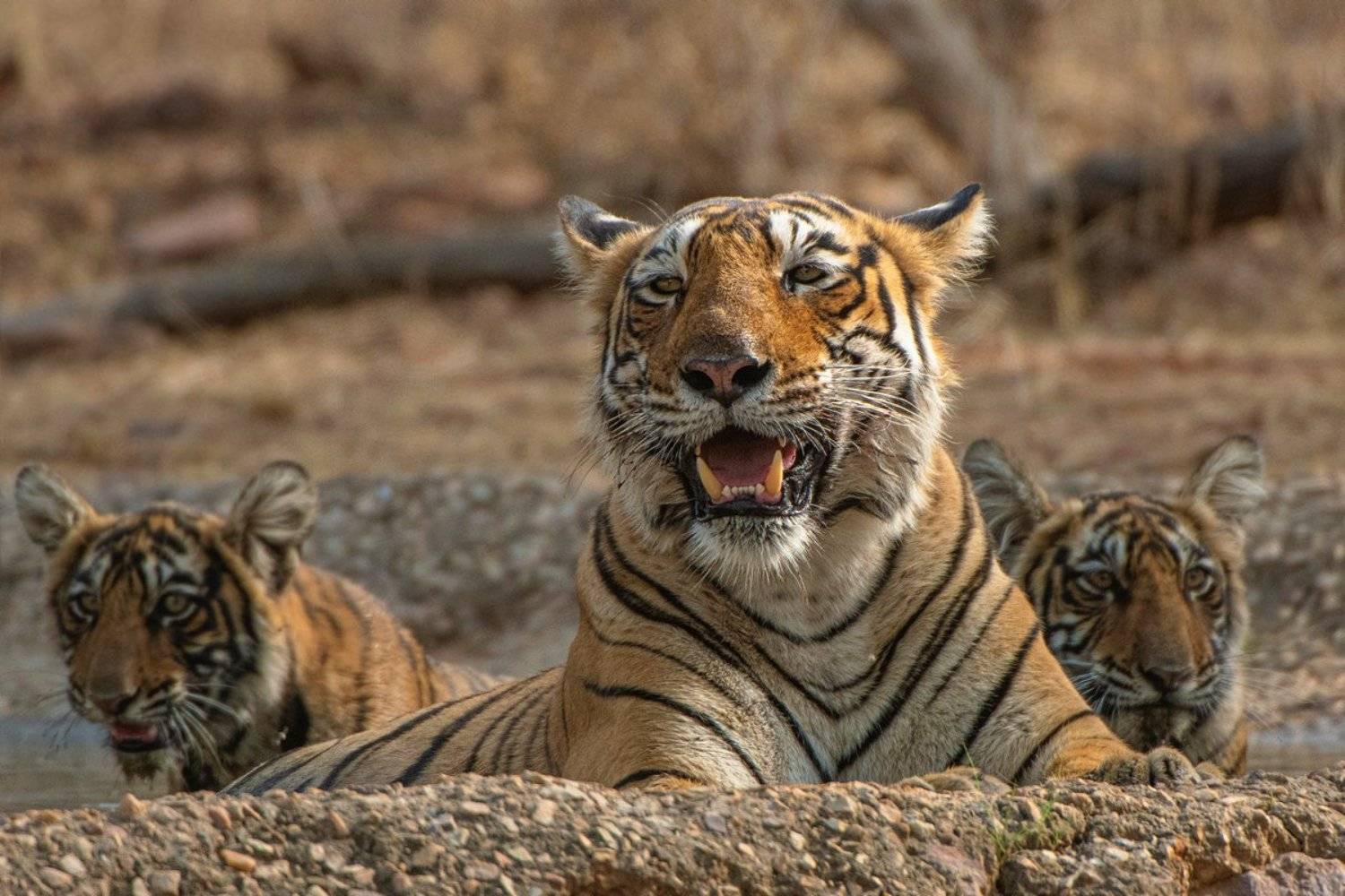 тигр   индия, Александр Маркелов