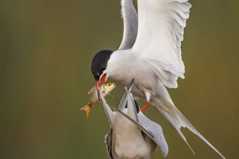 Передача. фото превью