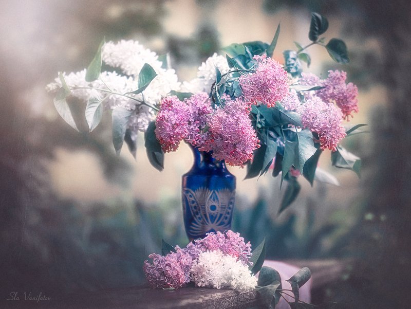 Сиренька... фото превью