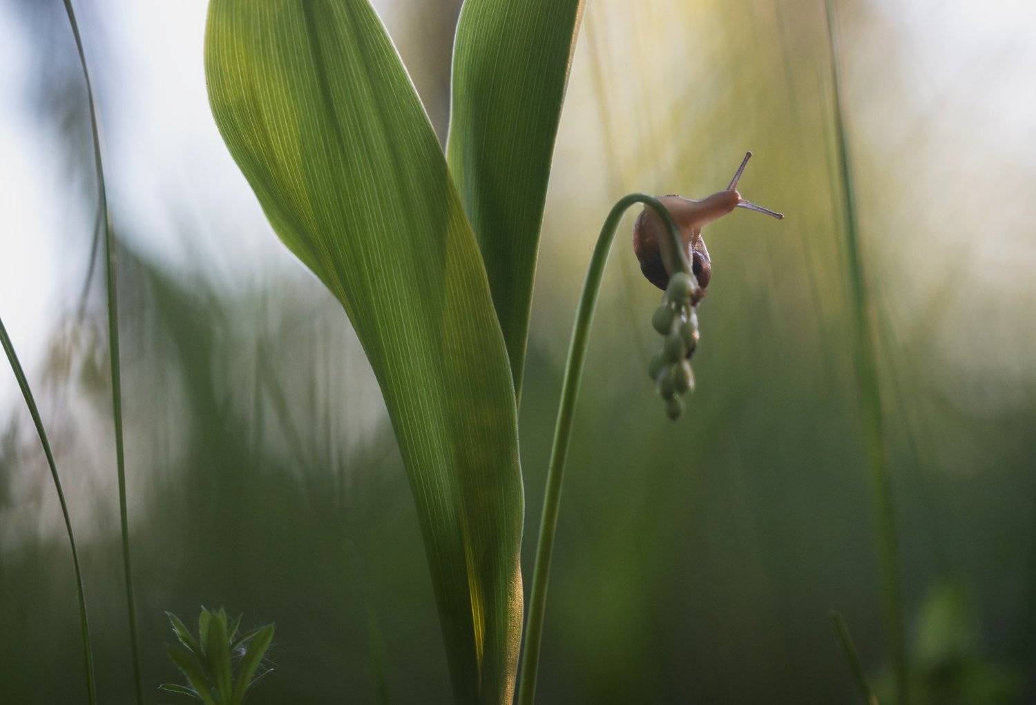 snail, улитка, macro, макро, природа, nature, лес, forest, ландыши, Людмила Гудина