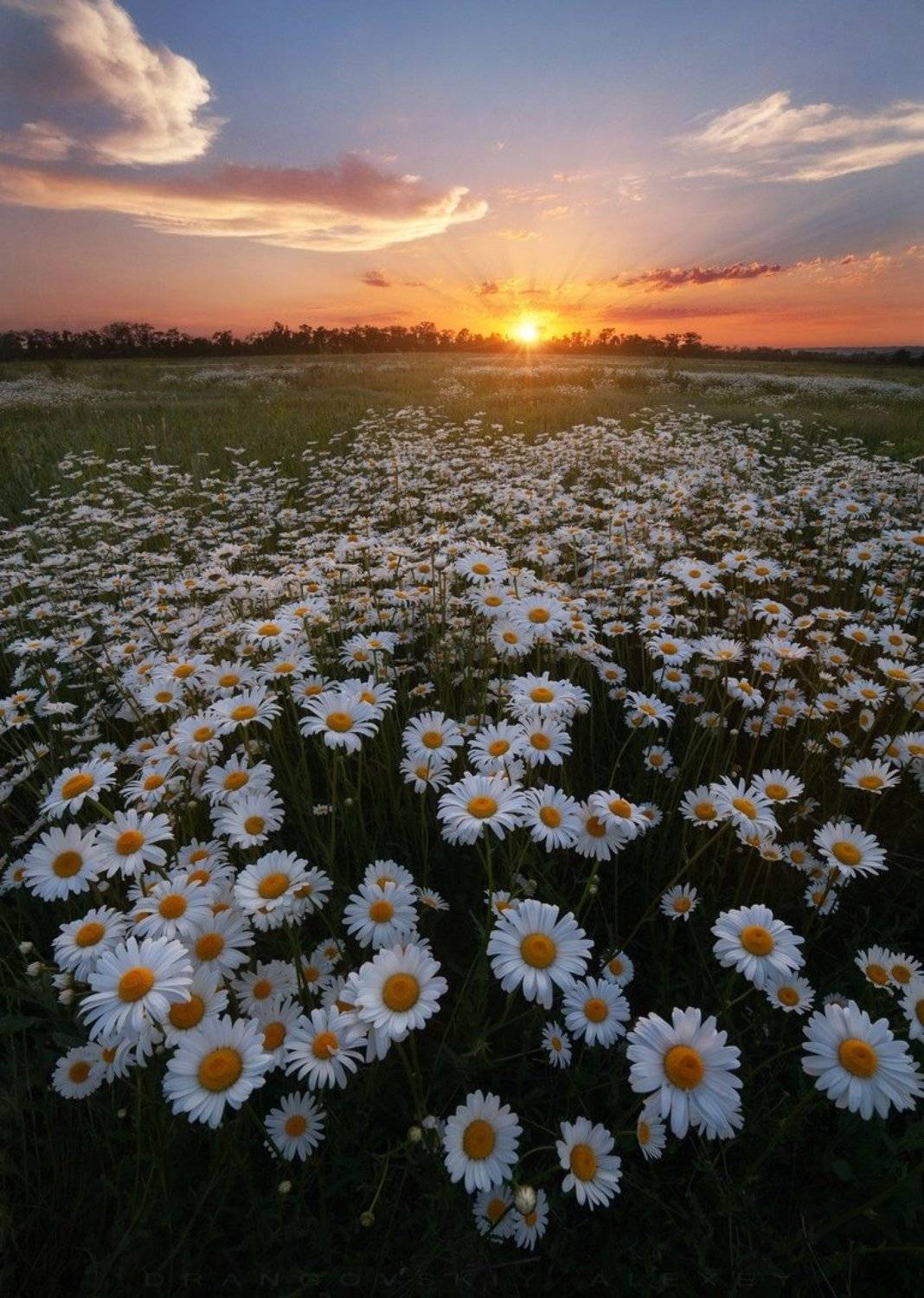 , Алексей Дранговский
