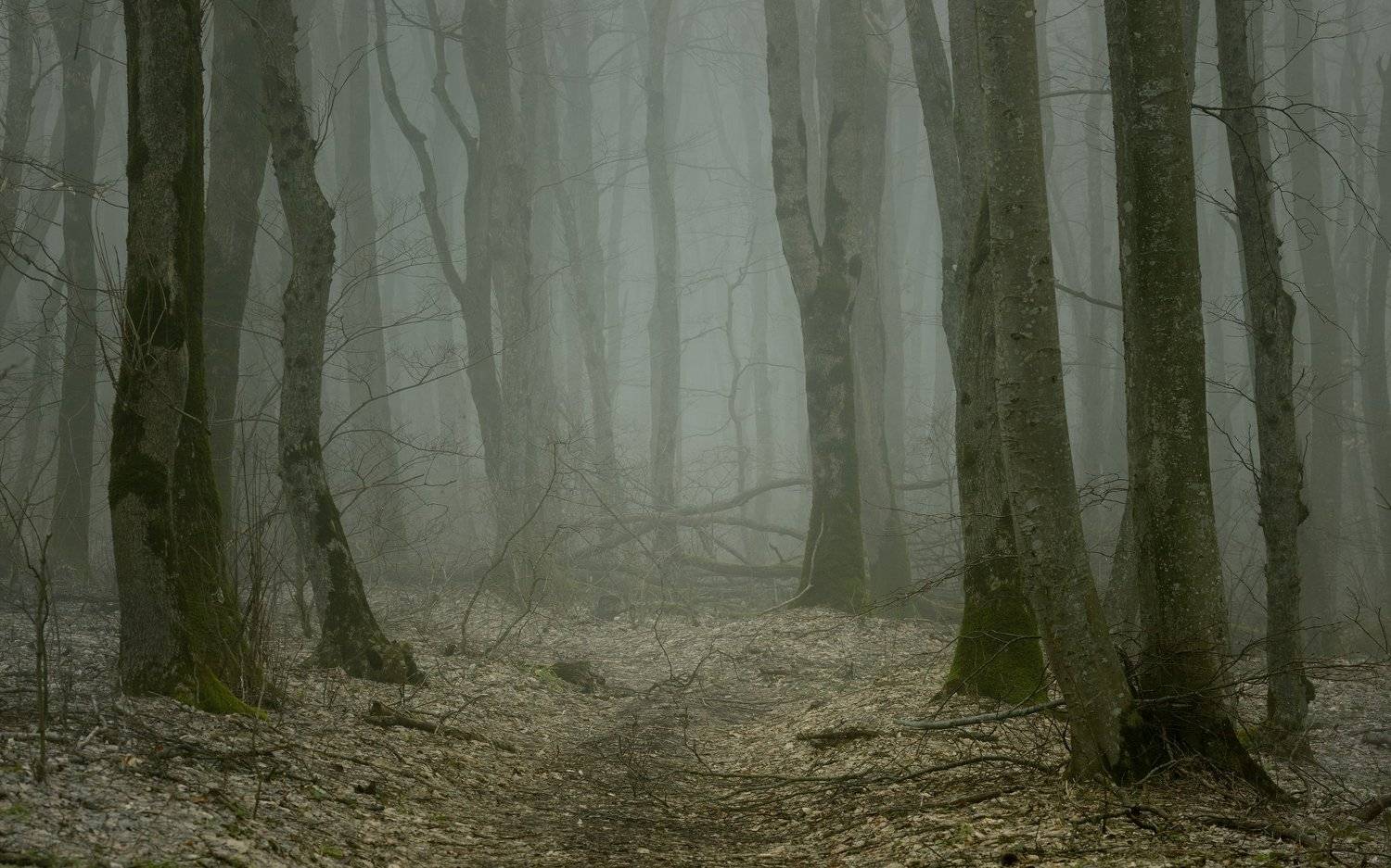 лес туман зима, Александр Жарников