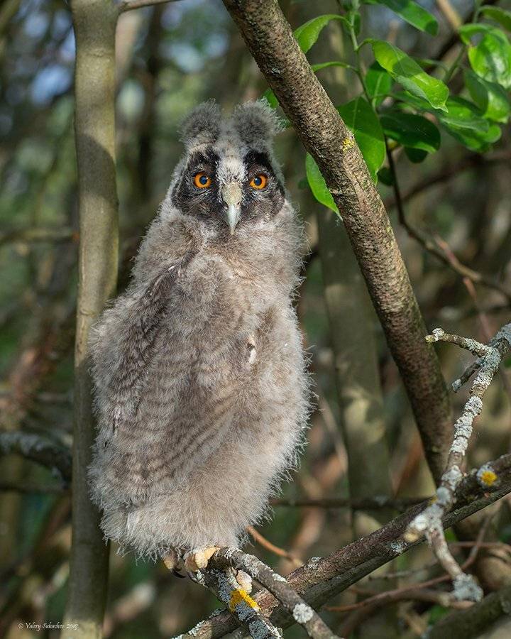 , Валерий Субачев