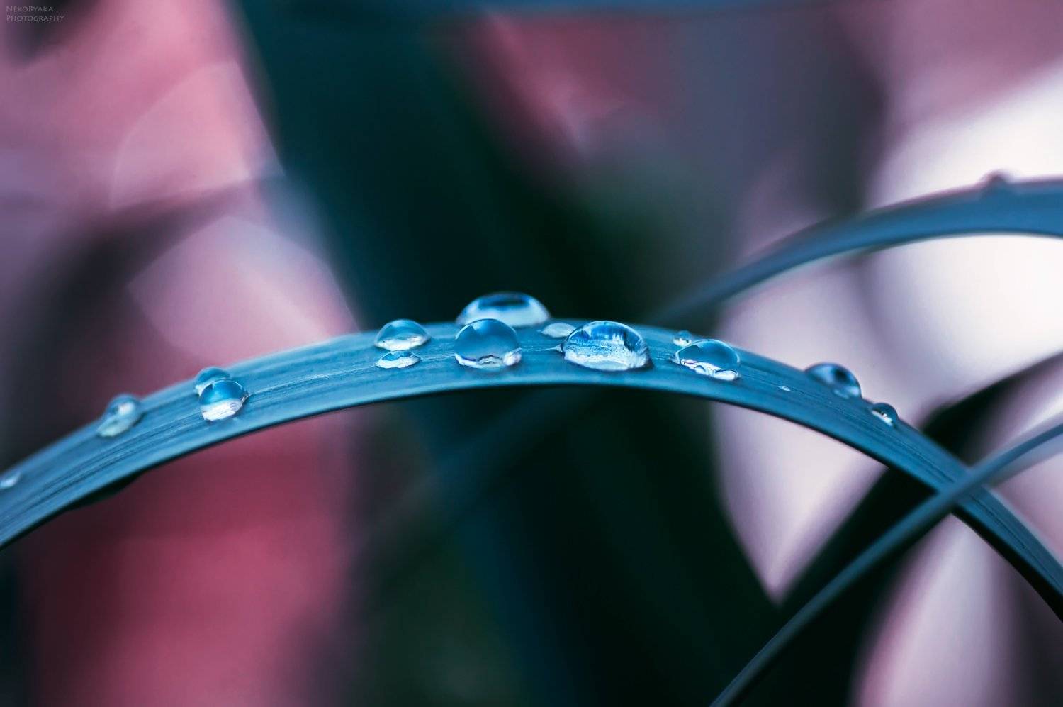 макро, роса, природа, капли, листья, весна, макро, роса, природа, капли, листья, весна,, Тараненко Анжелика