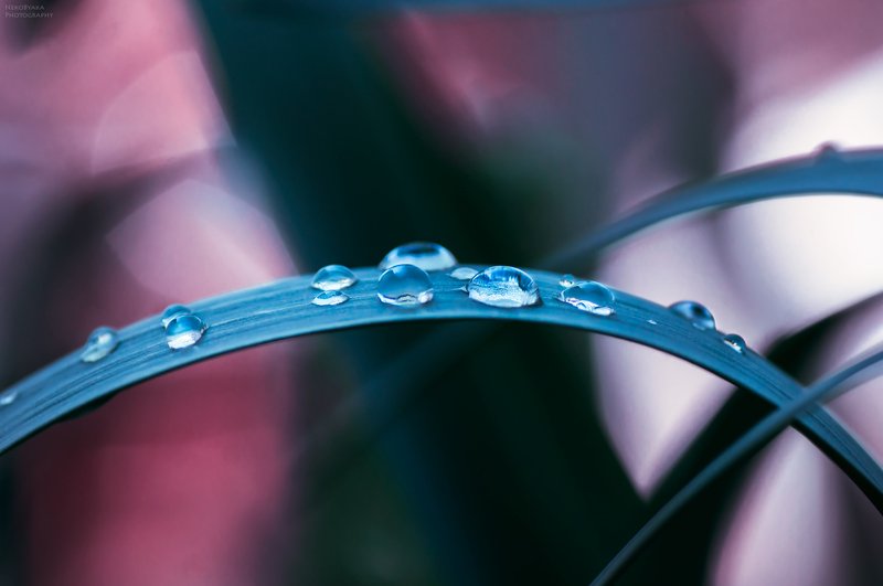 макро, роса, природа, капли, листья, весна, макро, роса, природа, капли, листья, весна, *** фото превью