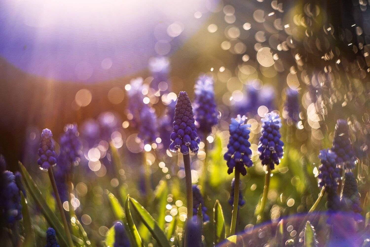 , Анастасия Третьякова