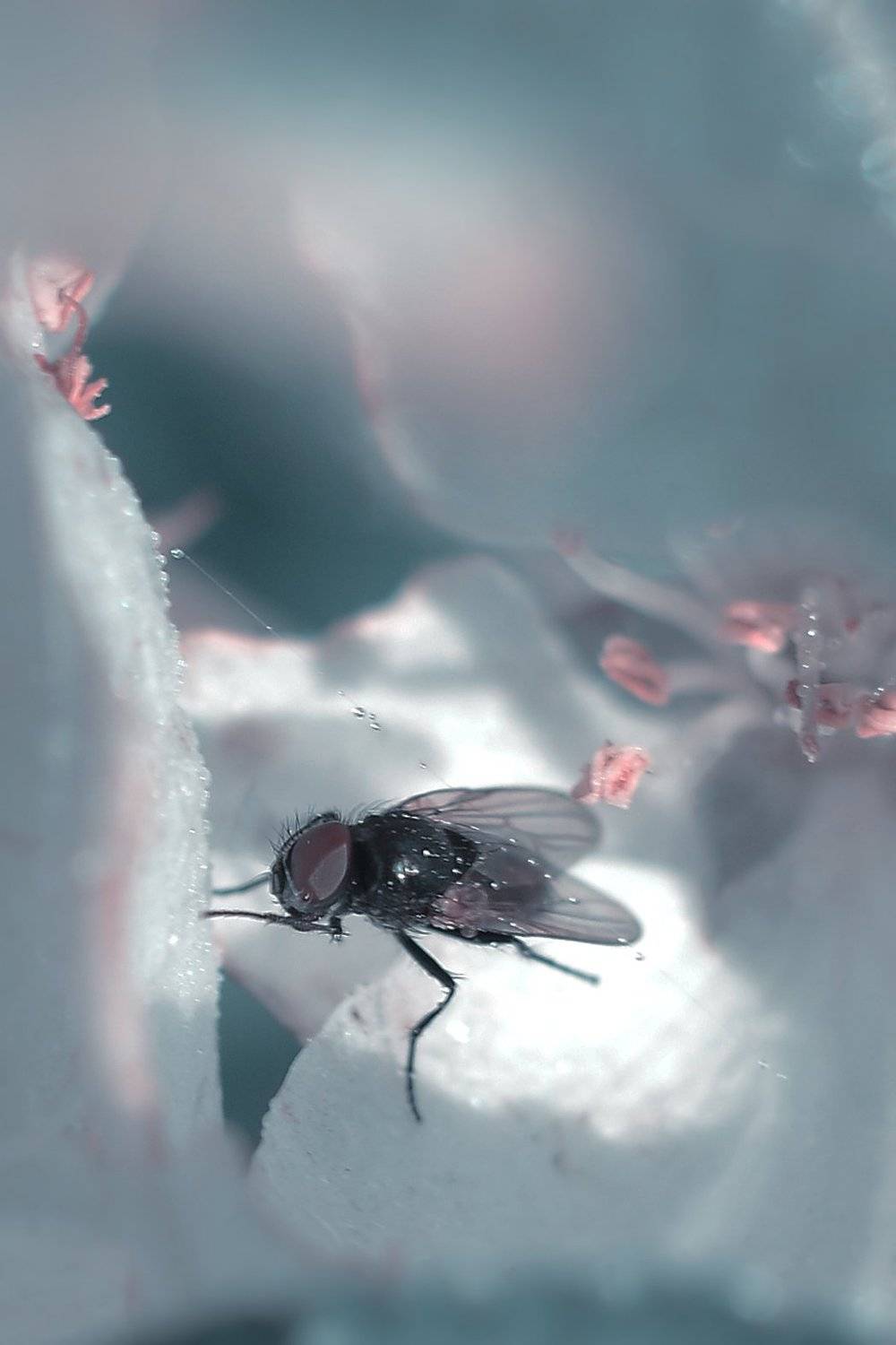 , Воинкова Ирина