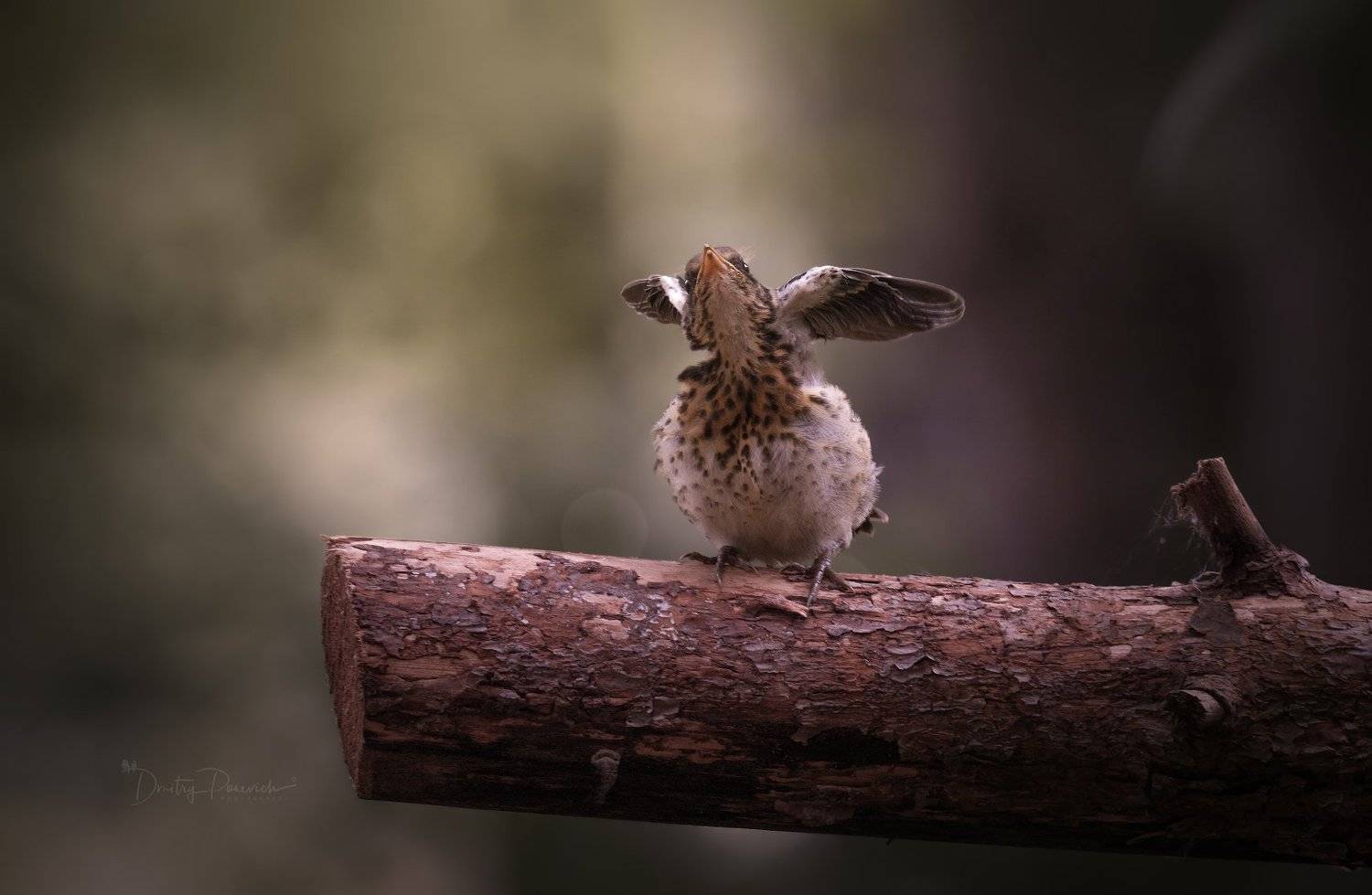 природа, лес, животные, птицы, Дмитрий Посевич