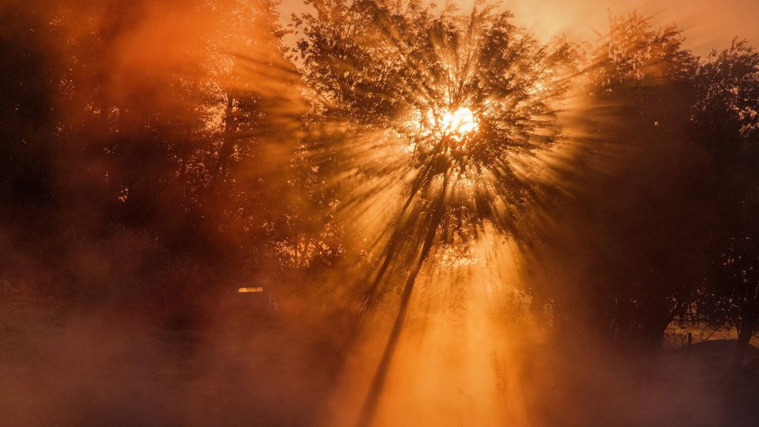 шерна, река, солнце, берег, дерево, свет, утро, туман, порыв, пейзаж, Андрей Чиж