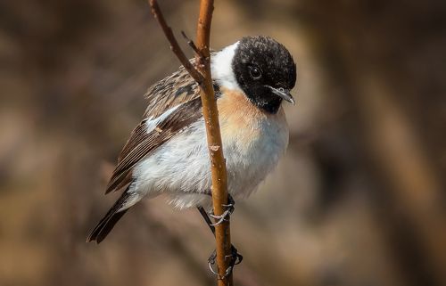 чекан черноголовый