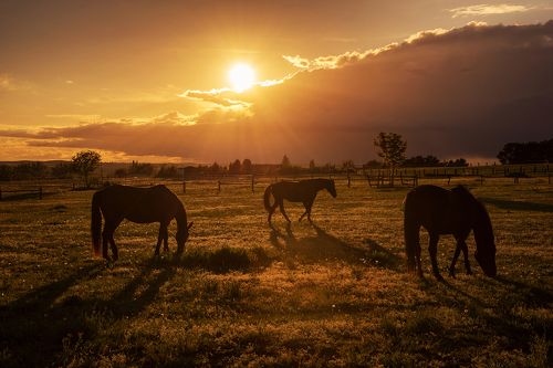 horses at sunset