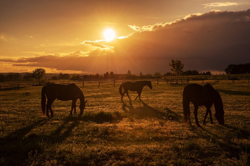horses at sunset фото превью