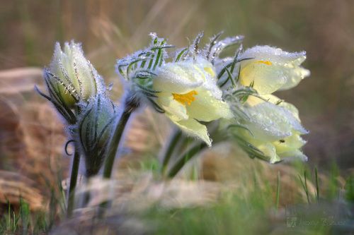 Ваниль и мята