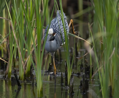 Желтоголовая кваква - Yellow-crowned night heron.