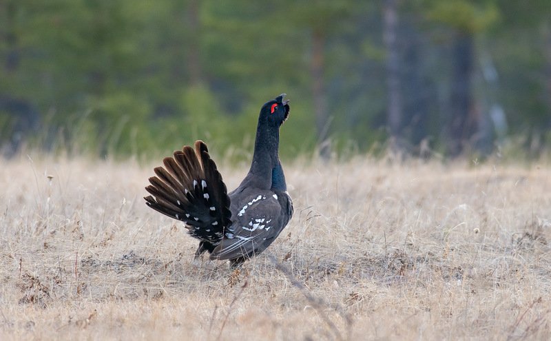 Глухарь фото превью