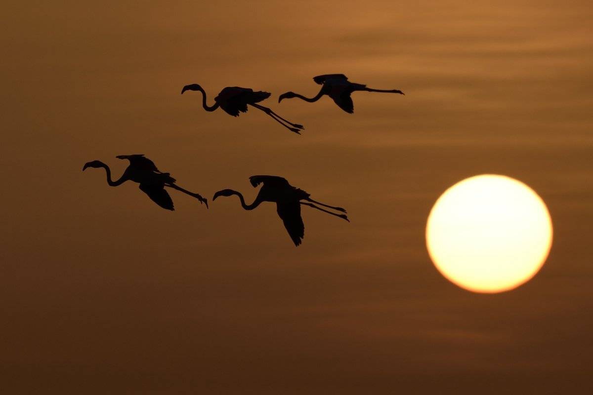 птицы birds, Jaroslav Mego