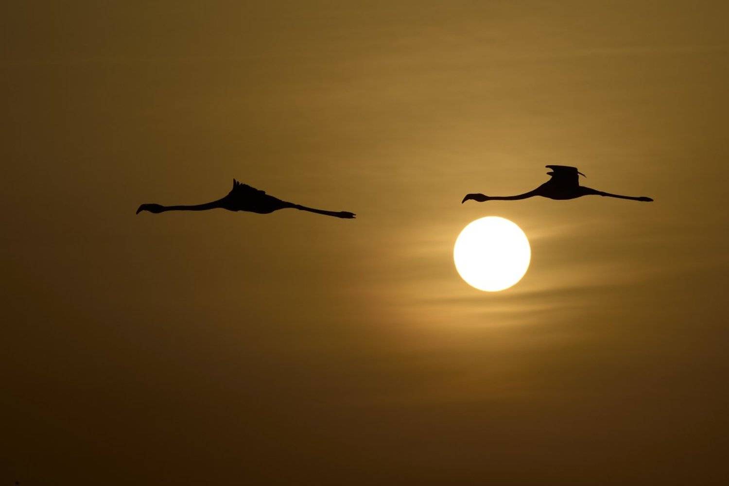 птицы birds, Jaroslav Mego