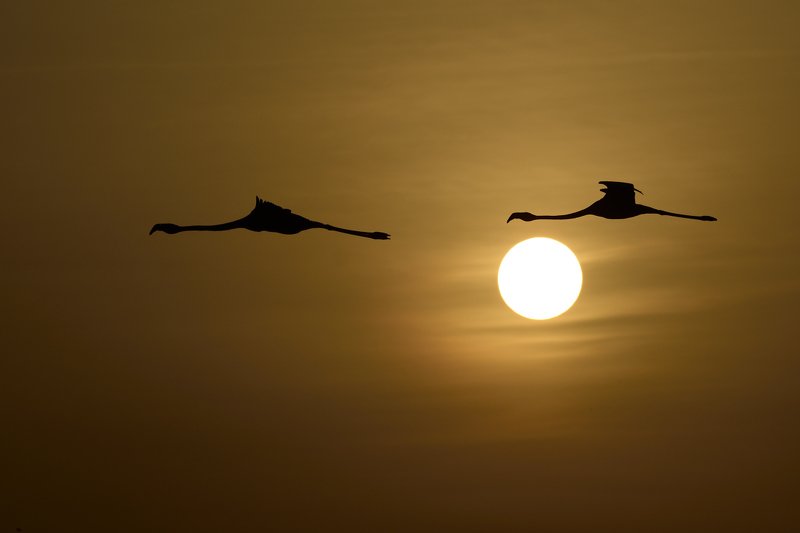 птицы birds Заходящее солнце фото превью