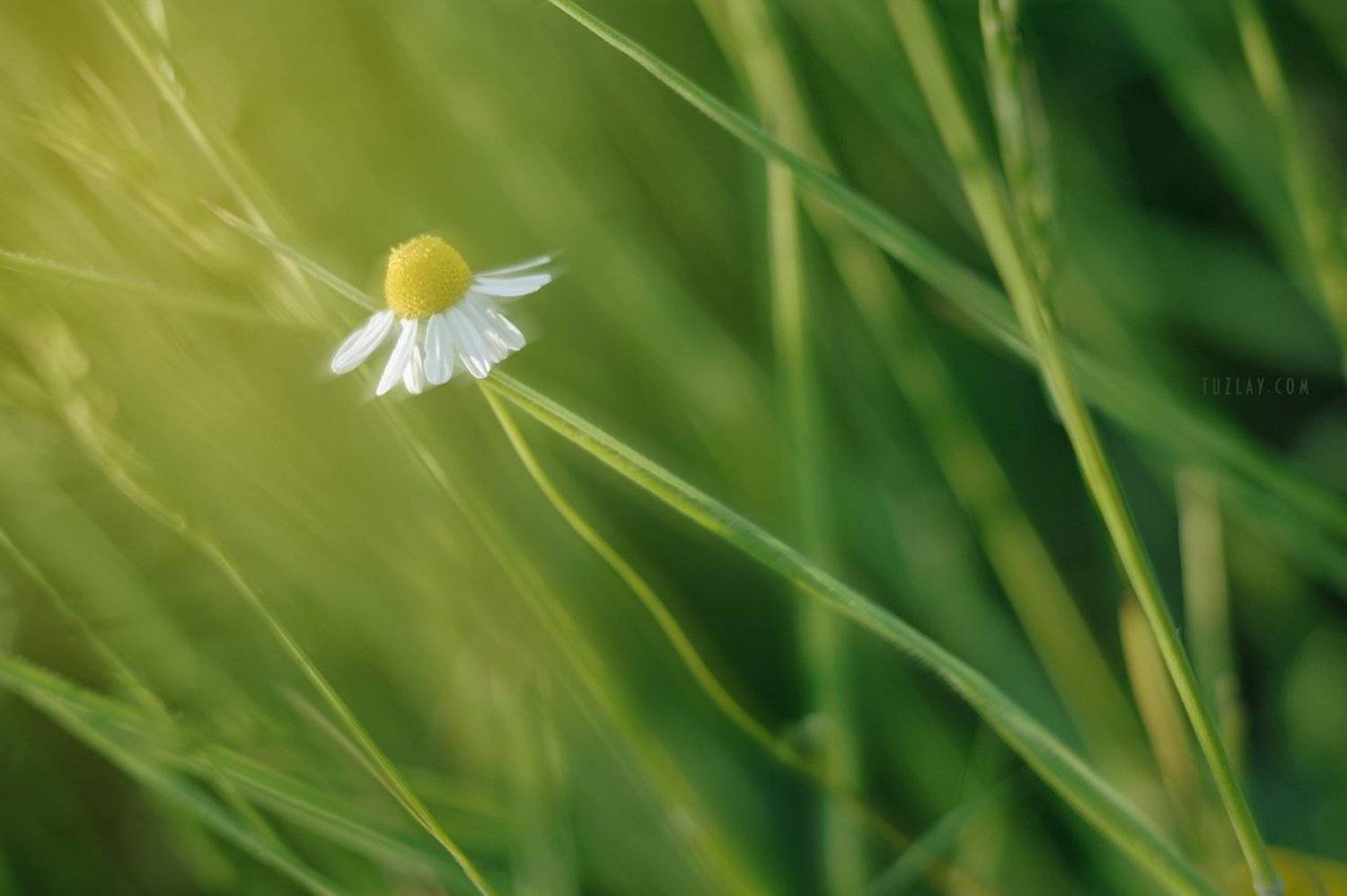 ромашка, трава, флора, Владимир Тузлай