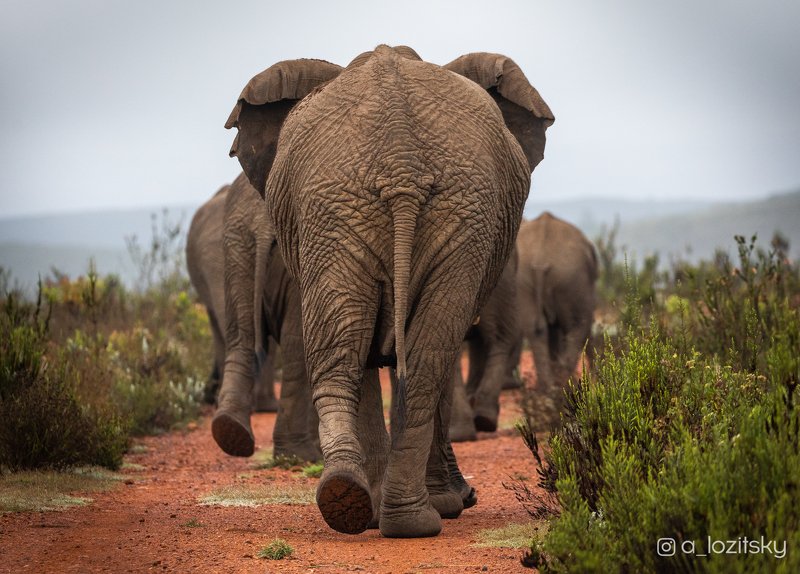 *** фото превью