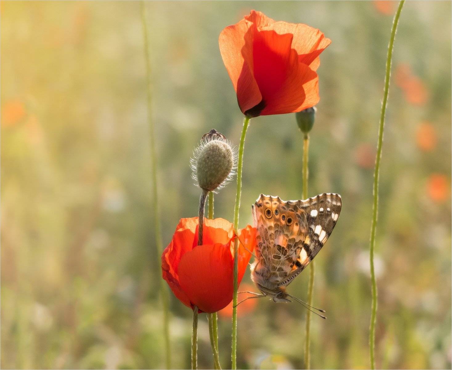 , Михаил Гапонов