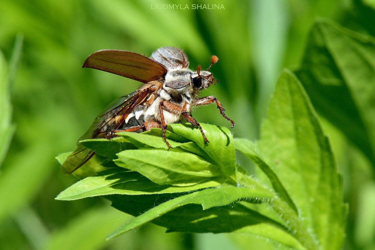 жук , весна , майский жук , зелень , взлет, Людмила Шалина